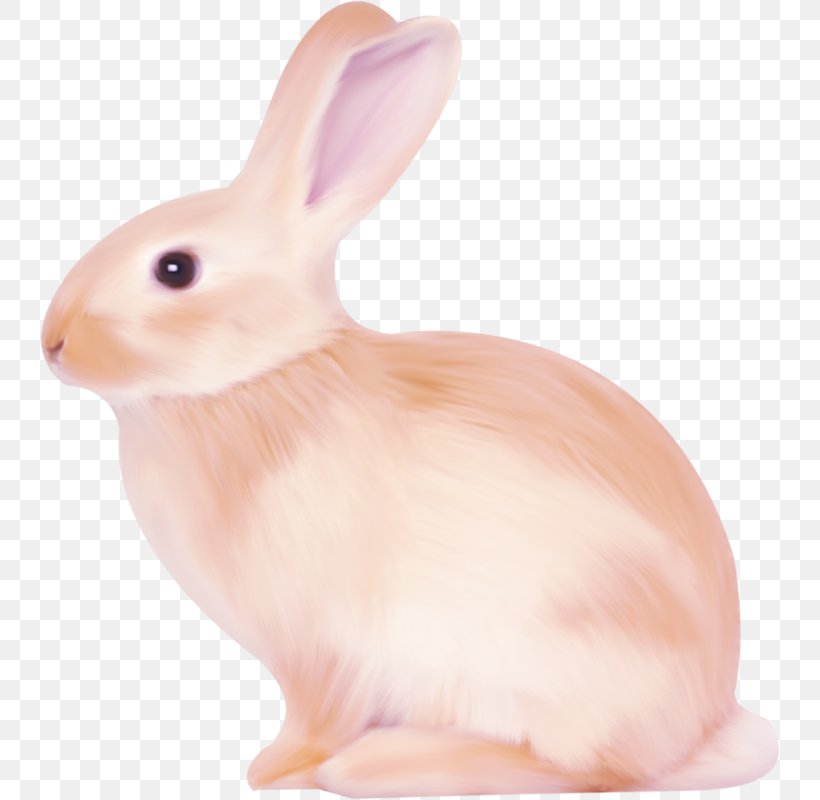 Domestic Rabbit Hare, PNG, 740x800px, Domestic Rabbit, Cartoon, Hare, Mammal, Rabbit Download Free