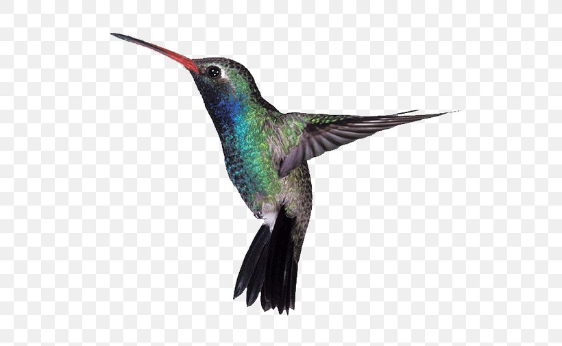 Google Hummingbird Algorithm Broad-billed Hummingbird, PNG, 610x505px, Hummingbird, Algorithm, Beak, Bird, Bird Feeders Download Free