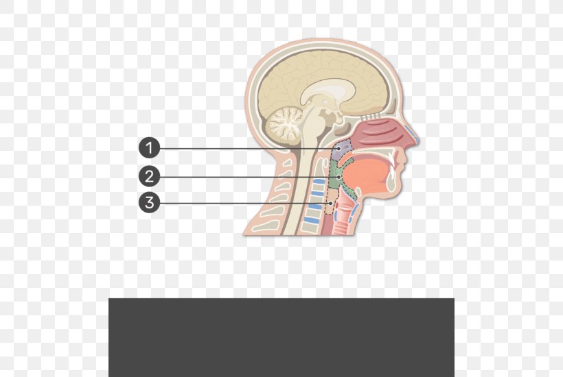 Pharynx Anatomy Larynx Throat Nasal Cavity, PNG, 504x550px, Watercolor, Cartoon, Flower, Frame, Heart Download Free