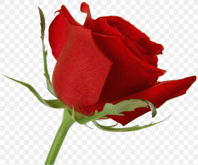 Desktop Wallpaper Rose Flower Tulip, PNG, 3016x2513px, Rose, Bud, China Rose, Close Up, Cut Flowers Download Free