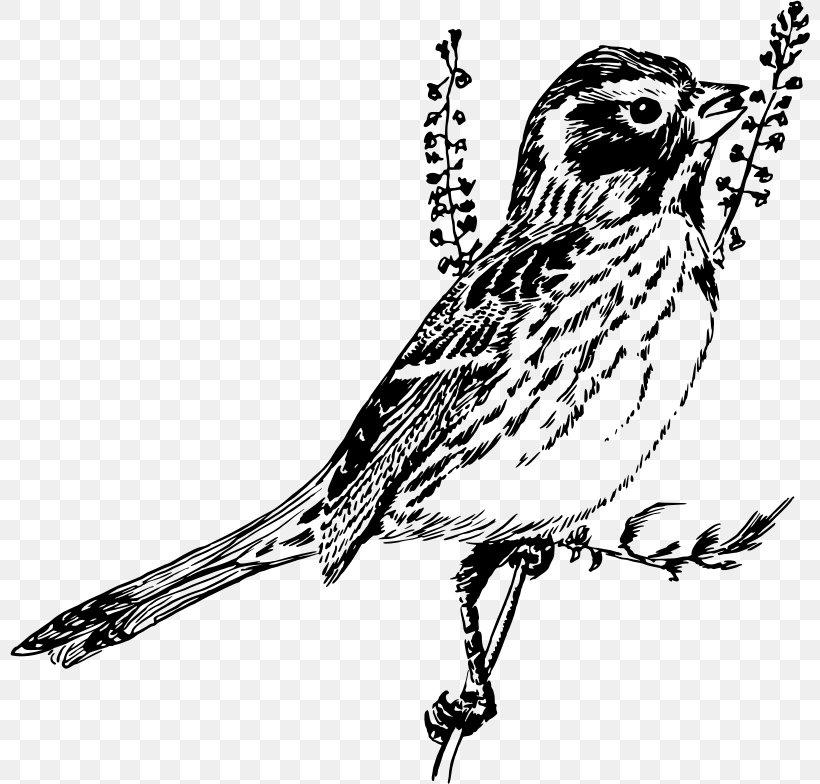 Bird Sparrow Line Art Drawing Black And White, PNG, 800x784px, Bird, Animal, Art, Artwork, Beak Download Free