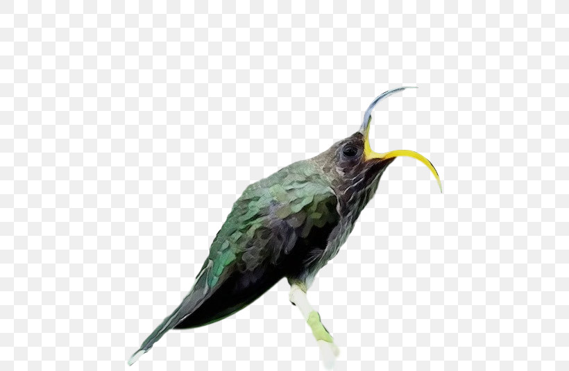 Feather, PNG, 628x535px, Watercolor, Beak, Cuckoos, Feather, Hummingbirds Download Free
