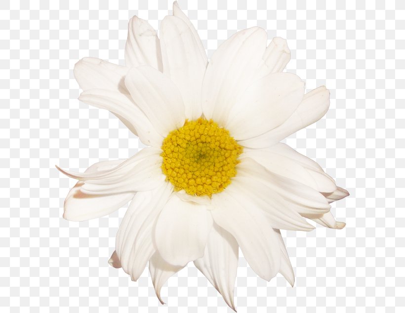 Oxeye Daisy German Chamomile Transparency And Translucency, PNG, 599x633px, Oxeye Daisy, Cartoon, Chamaemelum Nobile, Chamomiles, Chrysanthemum Download Free