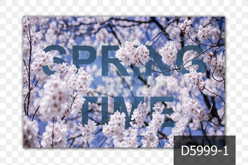 Spring MercuryFlooring ST.AU.150 MIN.V.UNC.NR AD Printemps Cherry Blossom, PNG, 1000x667px, Spring, Blossom, Blue, Cherry Blossom, Color Download Free