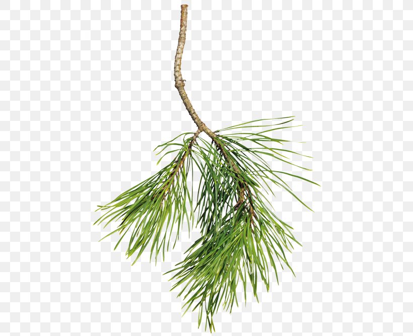 Spruce Pine Fir Christmas Day, PNG, 500x667px, Spruce, Blog, Branch, Christmas Day, Christmas Ornament Download Free