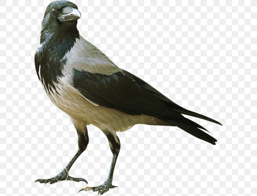 Swallow Bird, PNG, 600x627px, Bird, American Sparrows, Beak, Blackbird, Common Ostrich Download Free