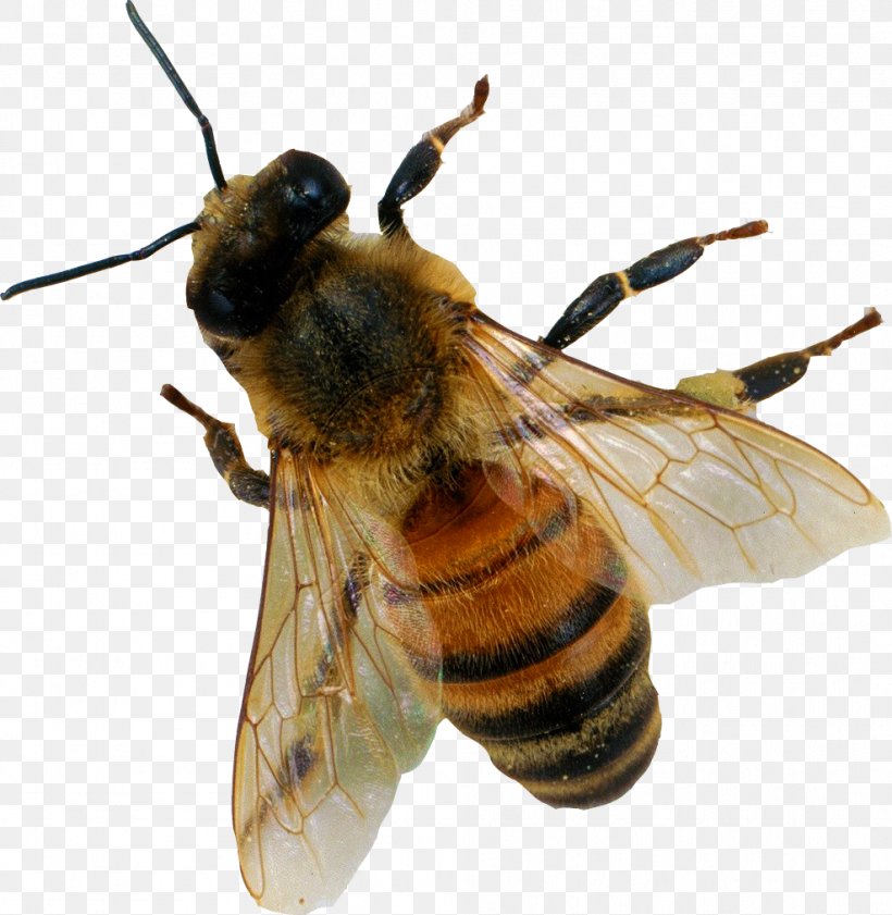 Bee, PNG, 987x1013px, Bee, Apitoxin, Arthropod, Fly, Honey Bee Download Free
