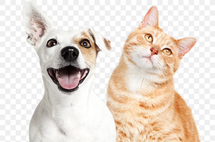 Cat Dog Grooming Dog Collar Poodle, PNG, 715x545px, Cat, Cat Like Mammal, Collar, Companion Dog, Designerhunder Download Free