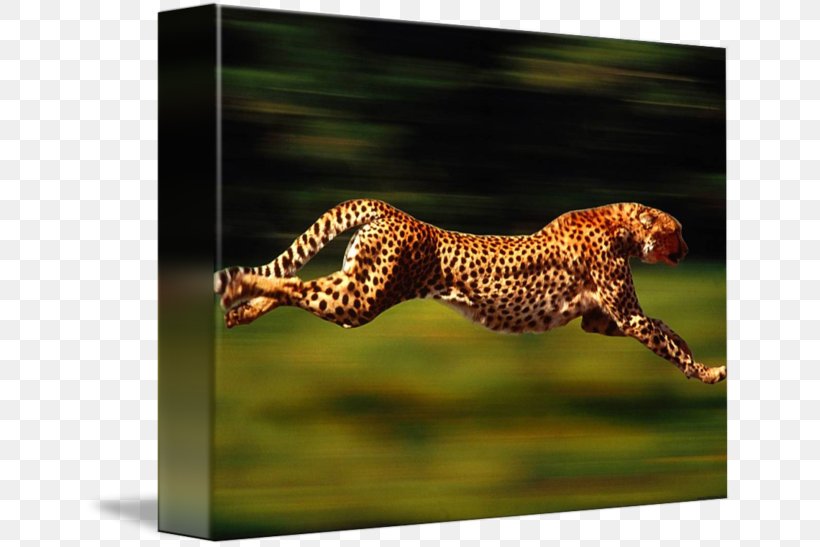 Cheetah Leopard Felidae Cat Animal, PNG, 650x547px, Cheetah, Animal, Animal Print, Animal School, Big Cat Download Free