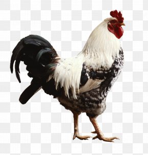 Chicken - Chicken Rooster Livestock Poultry Farming PNG