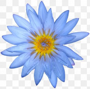 Water Lily - Duvet Covers Egyptian Lotus Tiger Lily Clip Art PNG