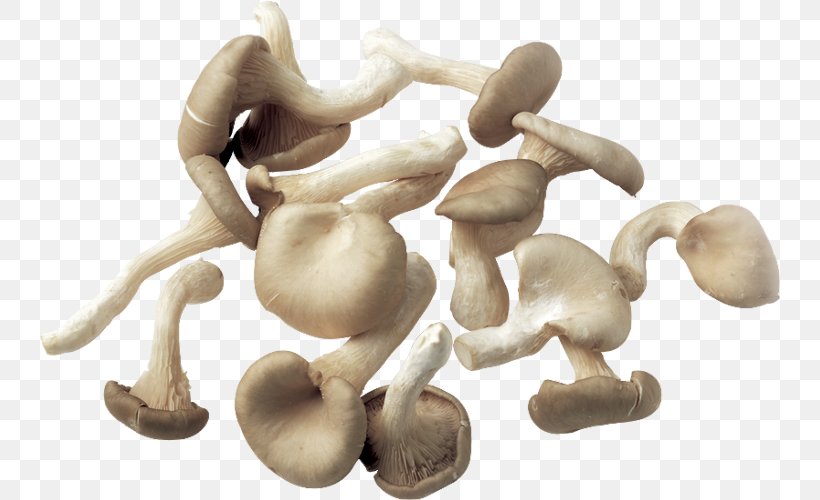 Mushroom Fungus, PNG, 740x500px, Mushroom, Agaricaceae, Common Mushroom, Edible Mushroom, Fungus Download Free