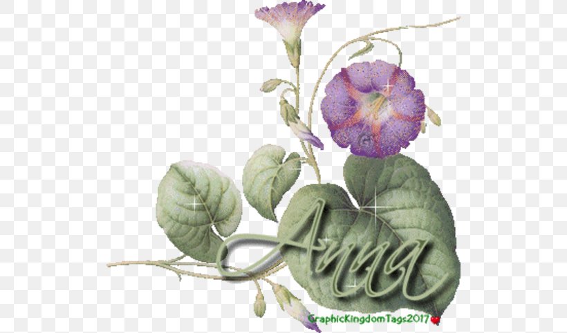 Sha El O En Be, PNG, 512x482px, Sha, Blog, Cut Flowers, Flower, Flowering Plant Download Free