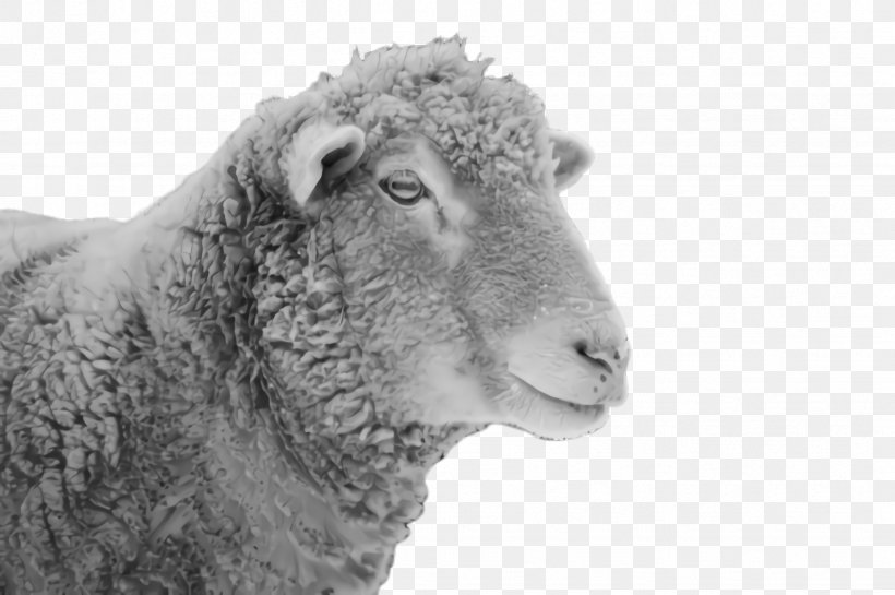 Eid Ul Adha Sheep, PNG, 2452x1632px, Sheep, Africa, Blackandwhite, Cowgoat Family, Dalls Sheep Download Free