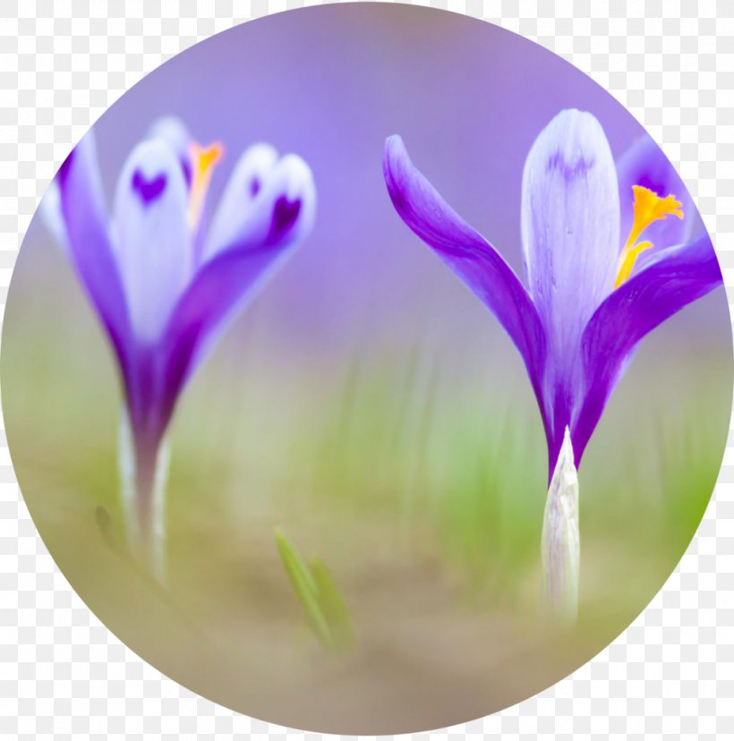 Flower Saffron Crocus Heuffelianus Spice Autumn Crocus, PNG, 1014x1024px, Flower, Autumn Crocus, Blossom, Condiment, Crocus Download Free