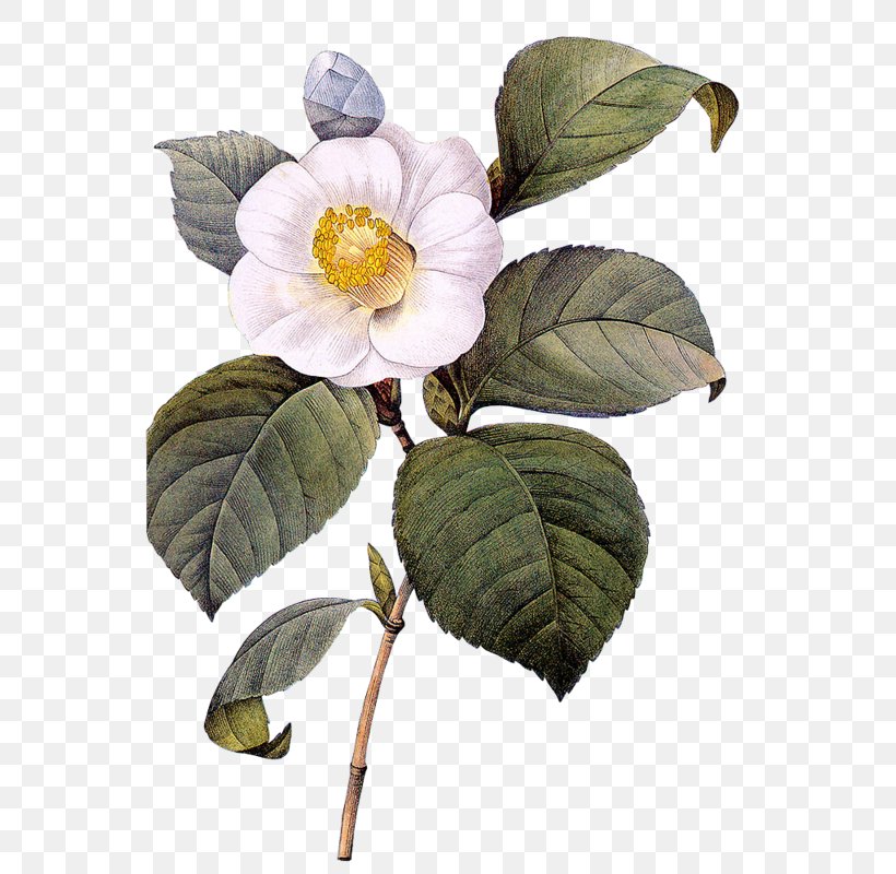Paper Botanical Illustration Printing Japanese Camellia, PNG, 558x800px, Paper, Art, Botanical Illustration, Botany, Branch Download Free