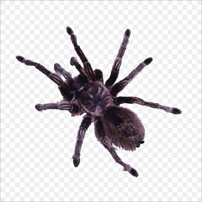 Spider Insect Minibeast, PNG, 1773x1773px, Spider, Arachnid, Arthropod, Black House Spider, Insect Download Free