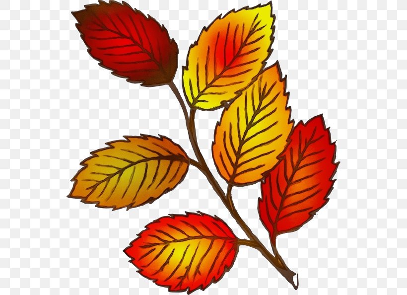 Autumn Leaf Drawing, PNG, 552x594px, Watercolor, Autumn, Autumn Leaf Color, Beech, Drawing Download Free