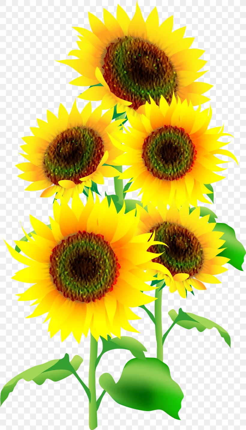 Common Sunflower Illustrator Sunflower Seed, PNG, 1221x2137px, Common Sunflower, Annual Plant, Daisy Family, Flower, Flowering Plant Download Free