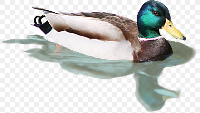 Mallard Duck Bird Flamingos, PNG, 800x465px, Mallard, Animal, Beak, Bird, Duck Download Free