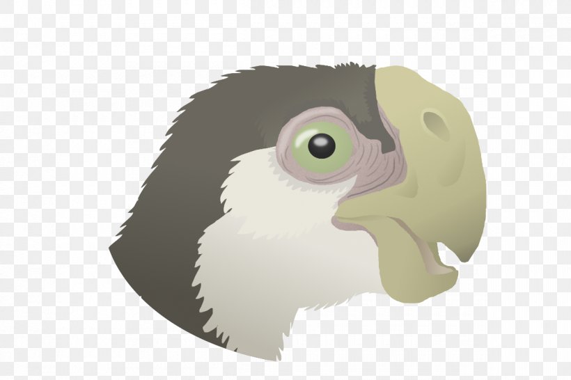 Owl Flightless Bird Beak, PNG, 1200x800px, Owl, Animated Cartoon, Beak, Bird, Bird Of Prey Download Free