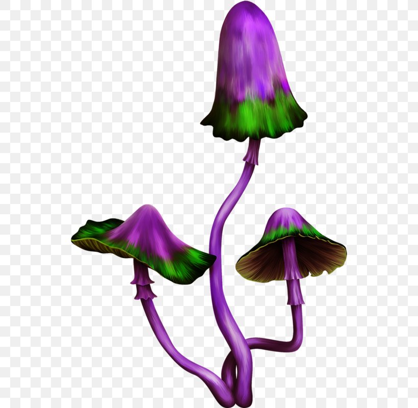 Purple Mushroom Clip Art, PNG, 542x800px, Purple, Flower, Fungus, Google Images, Lilac Download Free