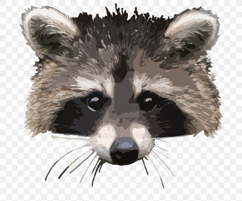Raccoon Whiskers Animal Carnivora Mammal, PNG, 979x816px, Raccoon, Animal, Carnivora, Carnivoran, Fauna Download Free