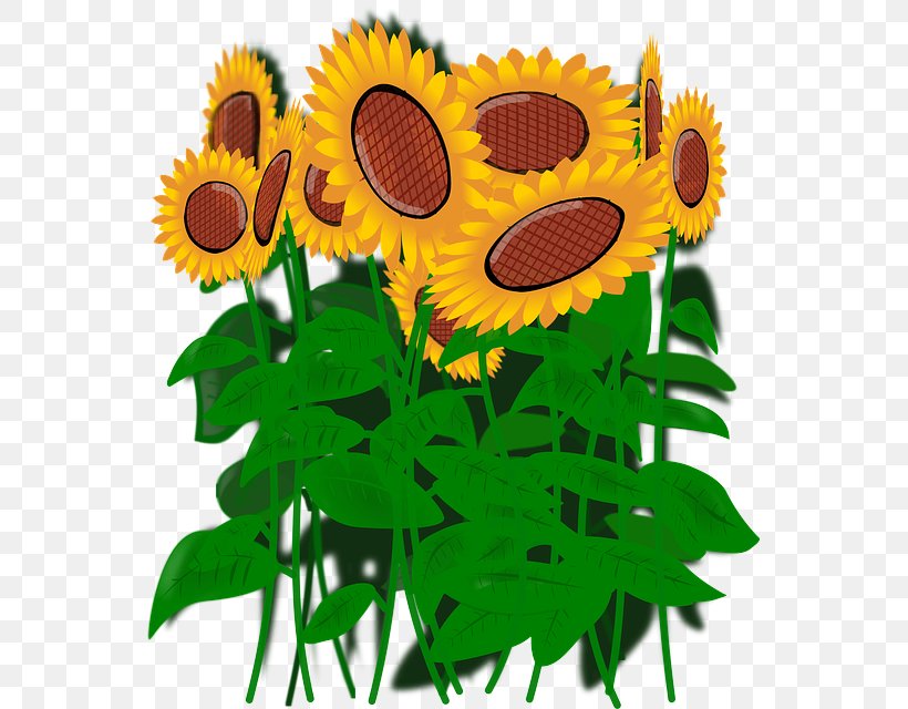 Sunflower, PNG, 553x640px, Sunflower, Flower, Plant Download Free