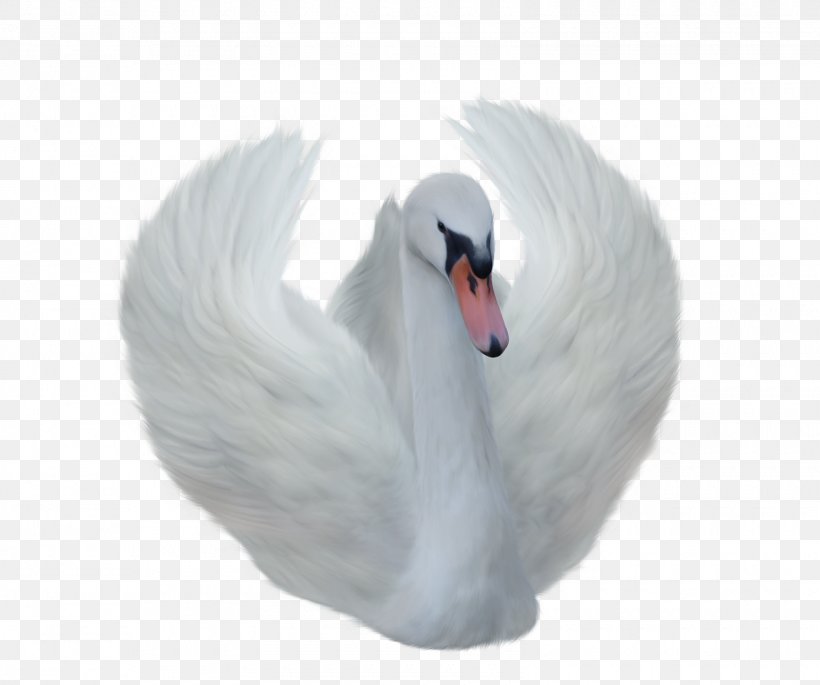 Bird Clip Art Image Transparency, PNG, 1600x1338px, Bird, Beak, Cygnini, Ducks Geese And Swans, Feather Download Free