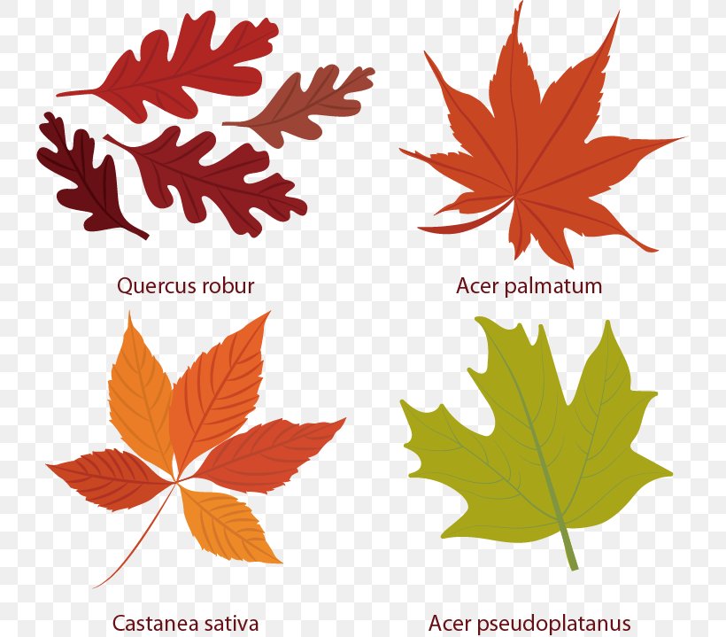 Euclidean Vector Leaf Autumn Icon, PNG, 737x719px, Autumn Leaves, Autumn, Black And White, Drawing, Flowering Plant Download Free