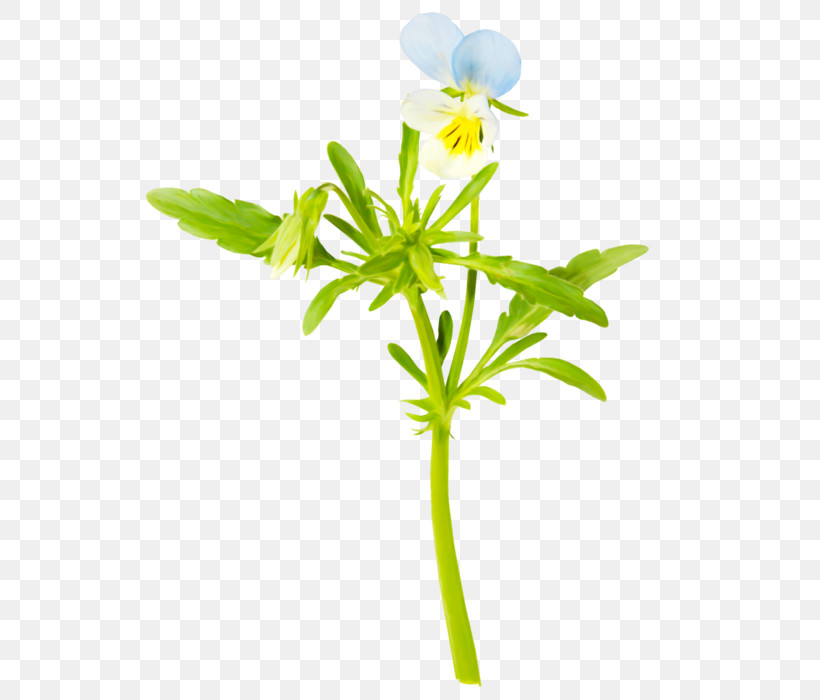 Flower Plant Pedicel Plant Stem Petal, PNG, 560x700px, Flower, Cinquefoil, Dayflower, Pedicel, Petal Download Free