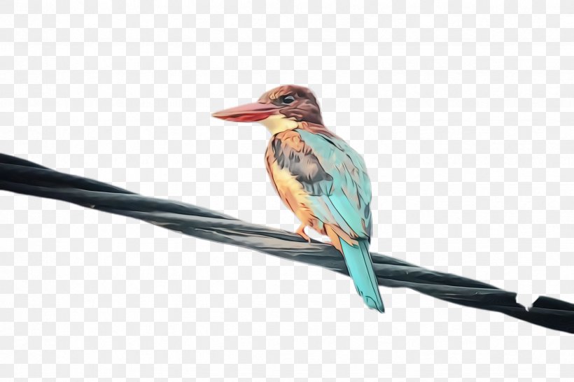 Hummingbird, PNG, 2448x1632px, Watercolor, Beak, Bird, Branch, Coraciiformes Download Free