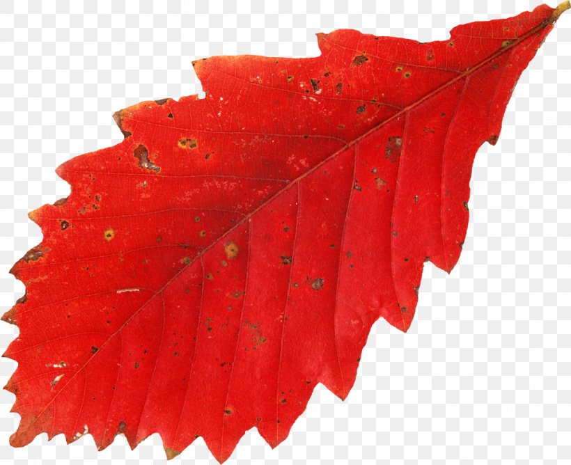 Leaf Autumn Leaves Red Tree, PNG, 1009x823px, Leaf, Autumn, Autumn Leaf Color, Autumn Leaves, Broadleaved Tree Download Free