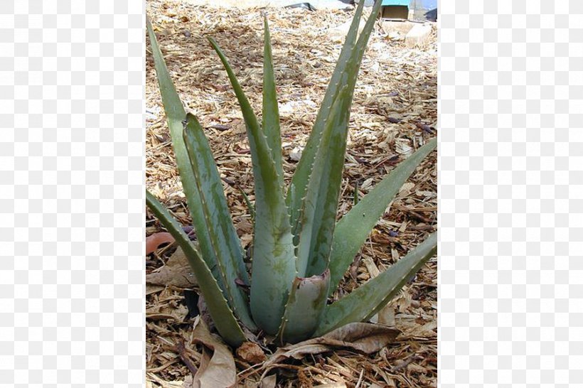 Aloe Vera Trailing Lantana Plants Soap Aloe Seed, PNG, 900x600px, Aloe Vera, Agave, Agave Azul, Aloe, Aloes Download Free