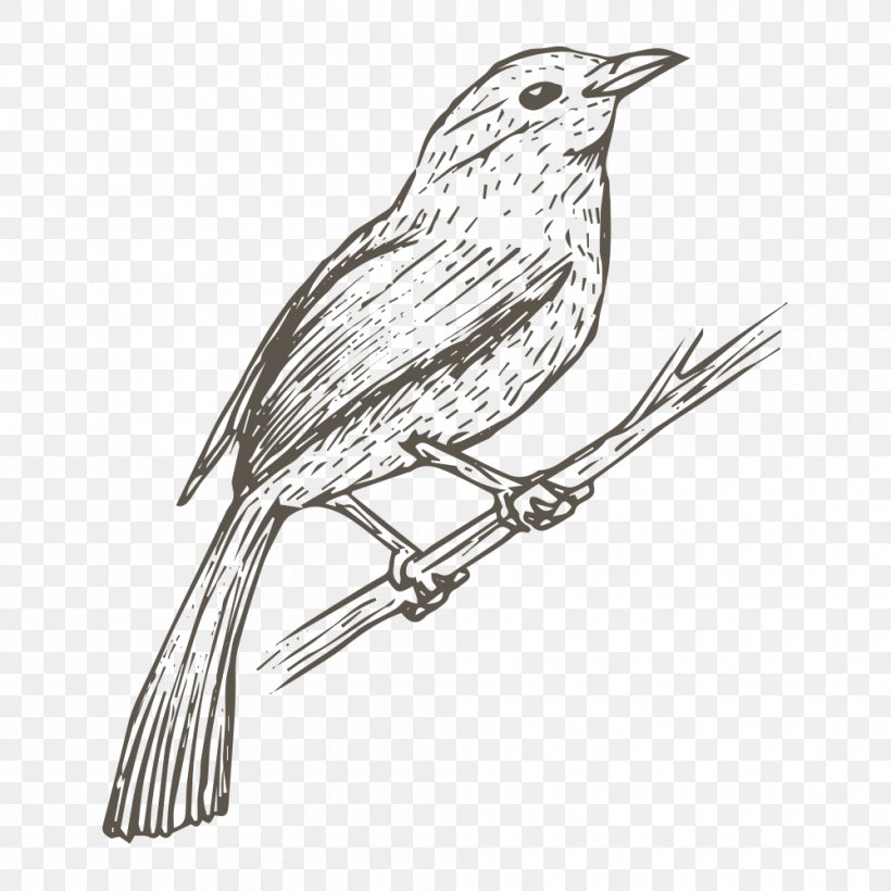 Bird House Sparrow Drawing Sketch, PNG, 1000x1000px, Bird, Animal, Artwork, Beak, Black And White Download Free