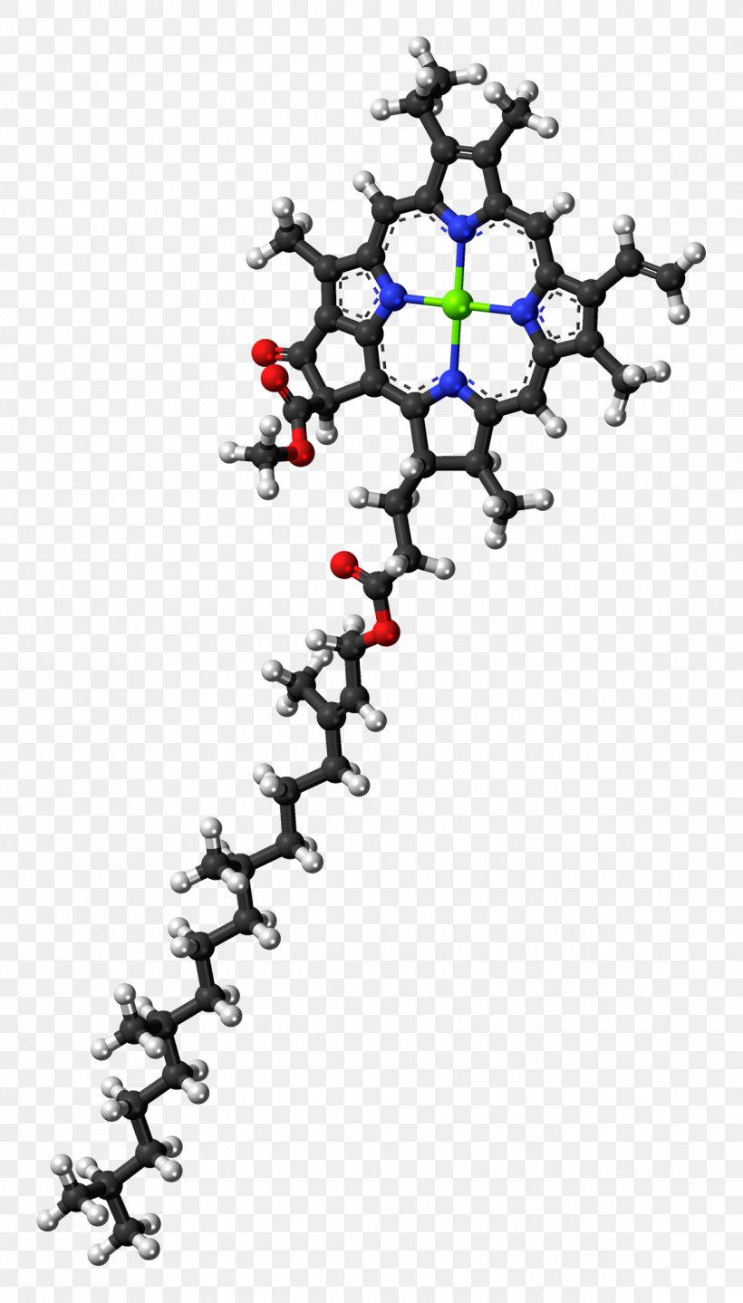 Chlorophyll A Chlorophyll B Molecule Photosynthesis, PNG, 1140x2000px, Chlorophyll A, Absorption, Anoxygenic Photosynthesis, Biological Pigment, Body Jewelry Download Free