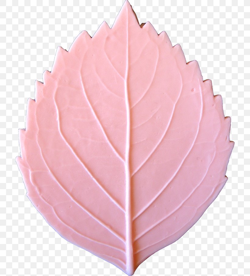 Maple Leaf Petal Pea Hydrangea, PNG, 720x905px, Leaf, Grape, Hydrangea, Inch, Lettuce Download Free