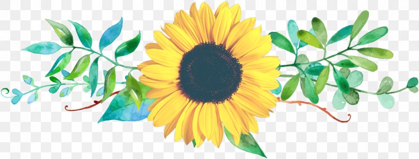 Common Sunflower Floral Design Cut Flowers, PNG, 1004x384px, Common Sunflower, Common Daisy, Cut Flowers, Daisy, Daisy Family Download Free