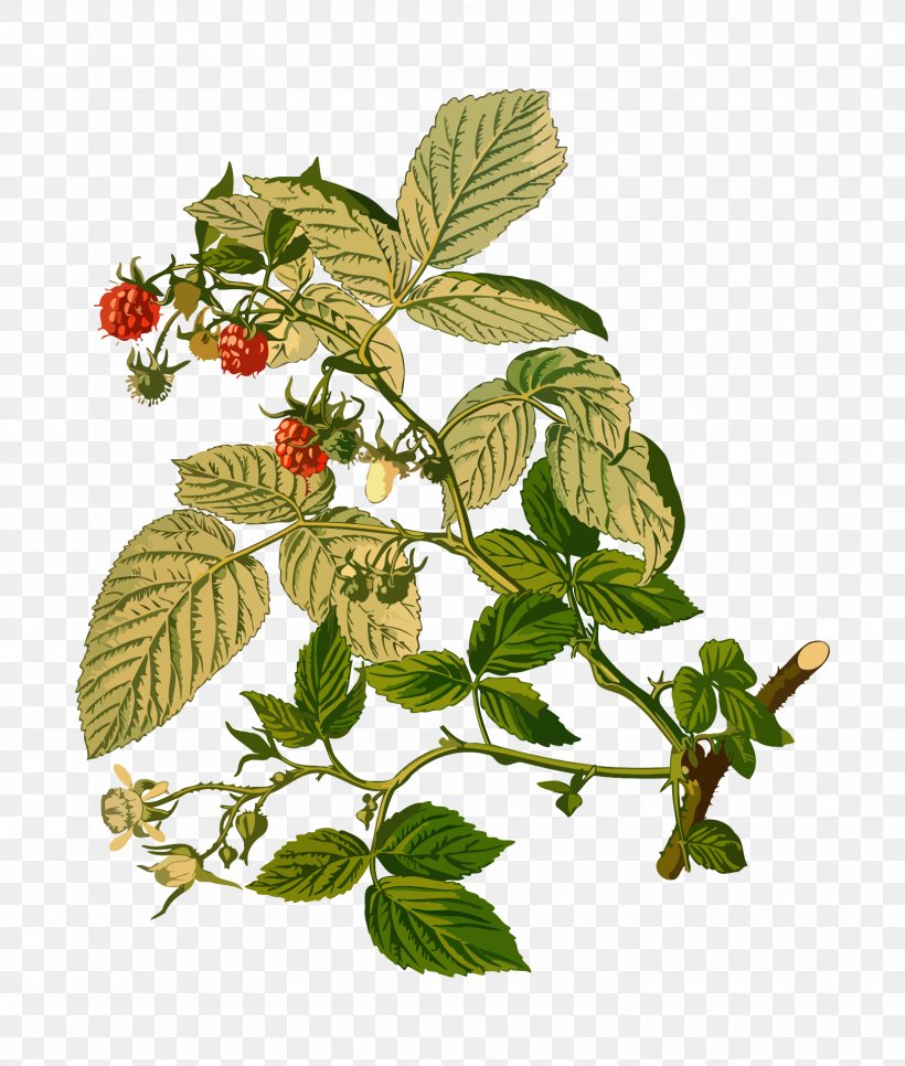 Plant Cloudberry Red Raspberry Rubus Strigosus, PNG, 1629x1920px, Plant, Berry, Black Raspberry, Botany, Branch Download Free