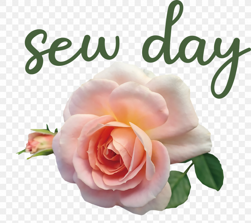 Sew Day, PNG, 3000x2665px, Floral Design, Cabbage Rose, Cut Flowers, Floribunda, Flower Download Free