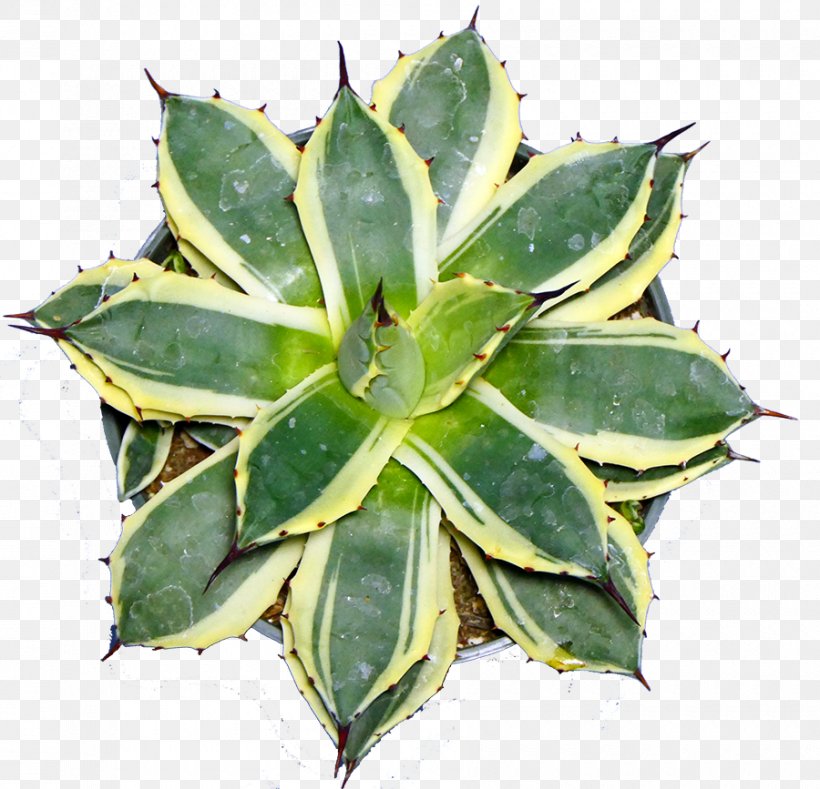 Succulent Plant Leaf Haworthia Agave Azul, PNG, 900x867px, Succulent Plant, Adenium, Agave, Agave Azul, Aloe Download Free
