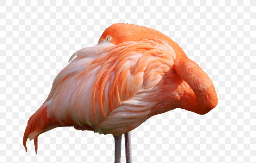 Water Bird DeviantArt Flamingo, PNG, 1600x1020px, Bird, Animal, Art, Artist, Beak Download Free