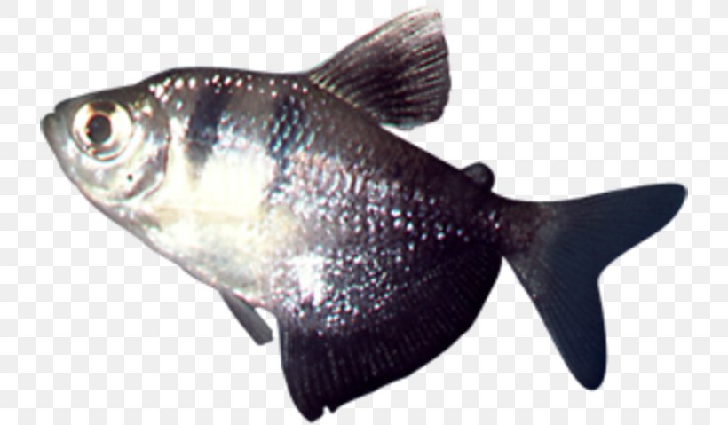 Milkfish Cod Fish Products Oily Fish, PNG, 730x479px, Milkfish, Biology, Bony Fish, Cod, Fauna Download Free