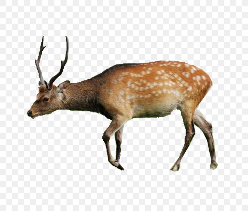 Turkey Persian Fallow Deer Animal Lesser Kestrel, PNG, 700x700px, Turkey, Animal, Antler, Chital, Deer Download Free