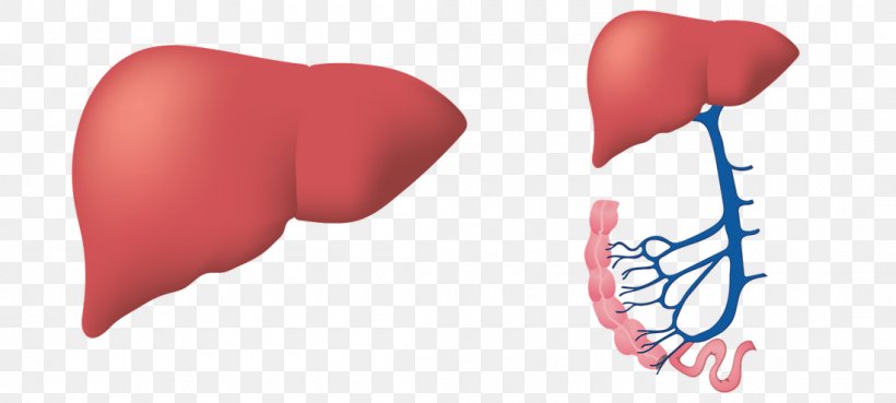 Liver Disease Ionis Pharmaceuticals Fatty Liver, PNG, 1100x496px, Watercolor, Cartoon, Flower, Frame, Heart Download Free