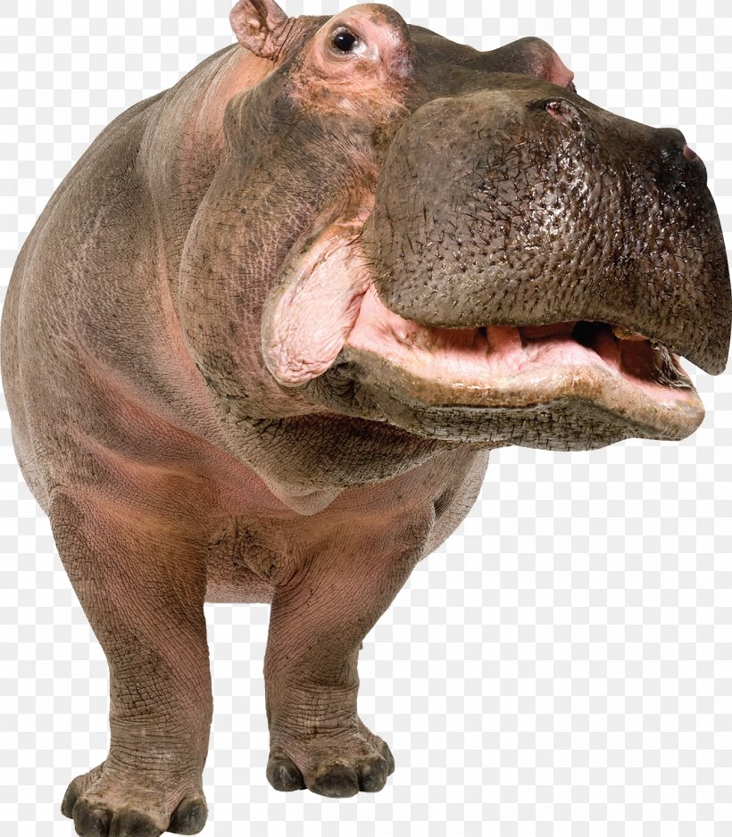 That's Not A Hippopotamus! Clip Art, PNG, 1306x1494px, Hippopotamus, Fauna, Organism, Photography, Poster Download Free