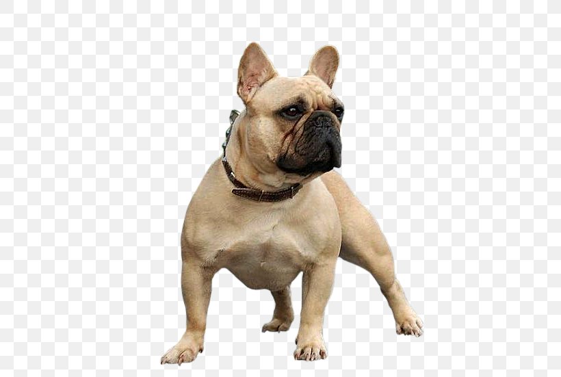 Toy Bulldog French Bulldog Olde English Bulldogge Valley Bulldog Dorset Olde Tyme Bulldogge, PNG, 640x551px, Toy Bulldog, Breed, Bulldog, Bulldog Breeds, Carnivoran Download Free