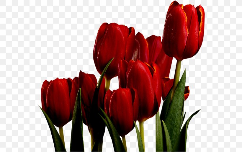 Tulip Mania Red Bulb Keukenhof, PNG, 571x515px, Tulip Mania, Bud, Bulb, Cut Flowers, Flower Download Free