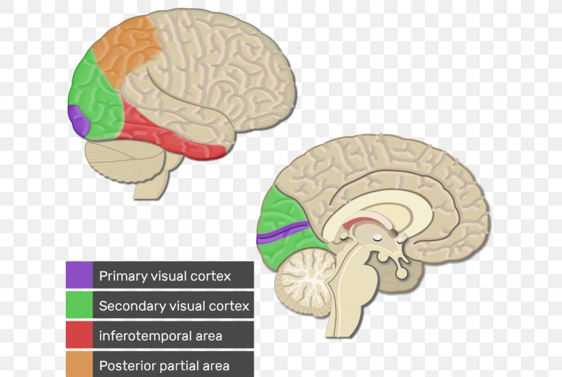 Visual Cortex Cerebral Cortex Primary Motor Cortex Parietal Lobe Primary Somatosensory Cortex, PNG, 627x550px, Watercolor, Cartoon, Flower, Frame, Heart Download Free