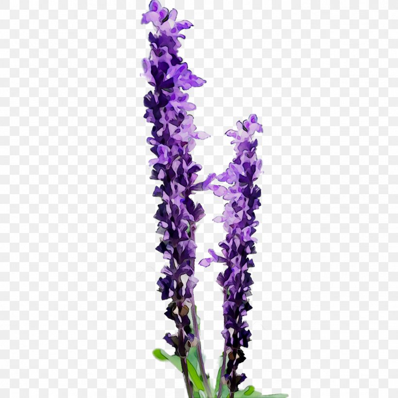 Clip Art Flower Openclipart English Lavender, PNG, 1368x1368px, Flower, Aquarium Decor, Broomrape, Buddleia, Delphinium Download Free